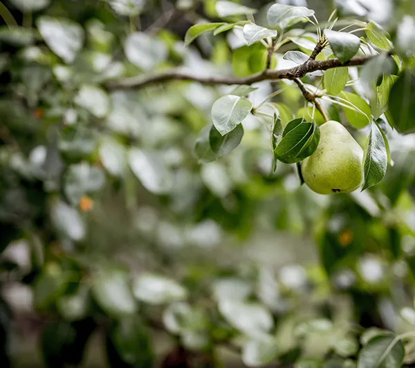 英國梨與小蒼蘭